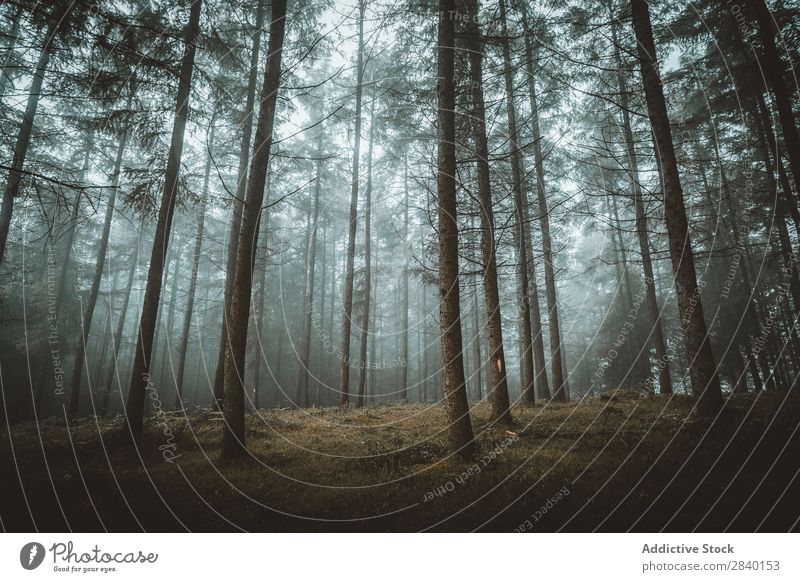 Nebliger Herbstwald Wald Nebel Natur grün Aussicht Pflanze schön natürlich Jahreszeiten frisch Umwelt Morgen Licht Sonnenlicht hell Länder ländlich Landschaft