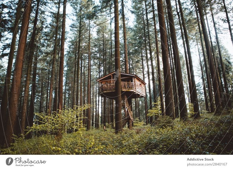 Holzhaus im Wald Haus Natur grün Aussicht Pflanze schön natürlich Jahreszeiten frisch Umwelt mehrfarbig Licht Sonnenlicht hell Länder ländlich Landschaft