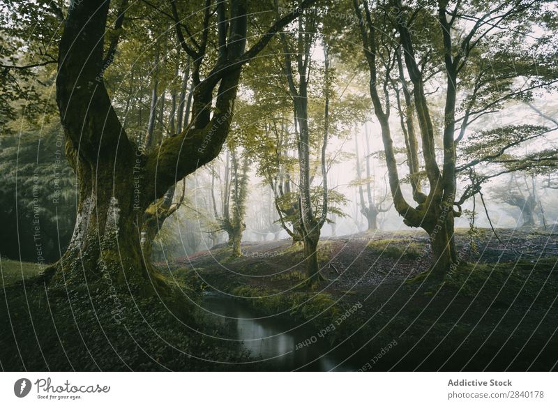 Straße im nebligen Wald Nebel Wetter Dunkelheit Mysterium Natur Herbst Landschaft Zauberei u. Magie Jahreszeiten Außenaufnahme reisend Fahrbahn dunkel Dunst