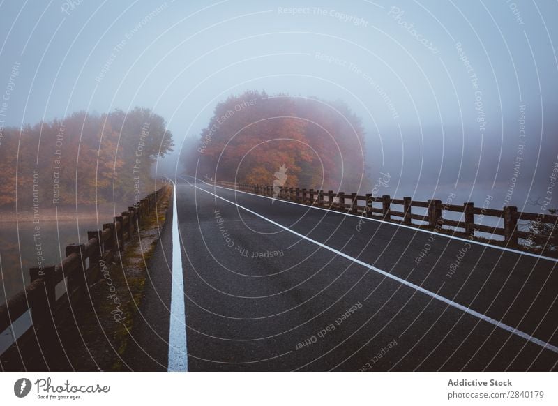 Straße im nebligen Wald Nebel Wetter Dunkelheit Mysterium Natur Herbst Landschaft Zauberei u. Magie Jahreszeiten Außenaufnahme reisend Fahrbahn dunkel Dunst