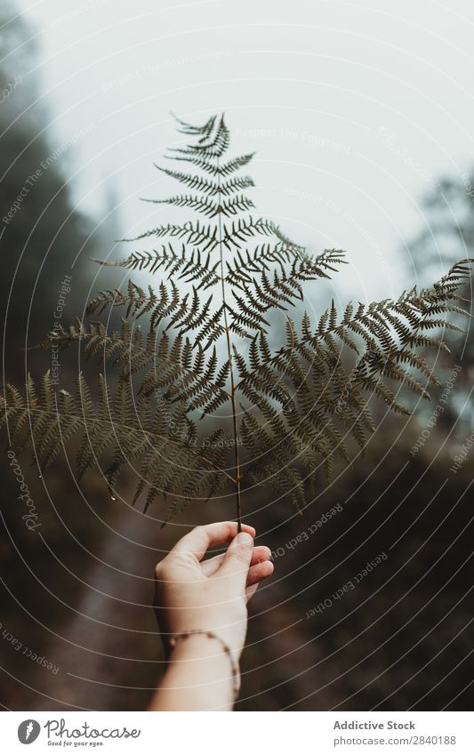 Person, die Farnblei hält Mensch Blatt Wald zeigen grün Wachstum Ast natürlich frond organisch üppig (Wuchs) Pflanze frisch botanisch Hand Feldfrüchte