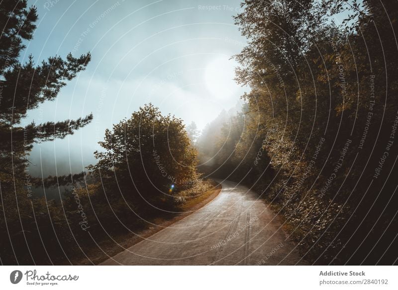 Straße im nebligen Wald Nebel Wetter Dunkelheit Mysterium Natur Herbst Landschaft Zauberei u. Magie Jahreszeiten Außenaufnahme reisend Fahrbahn dunkel Dunst