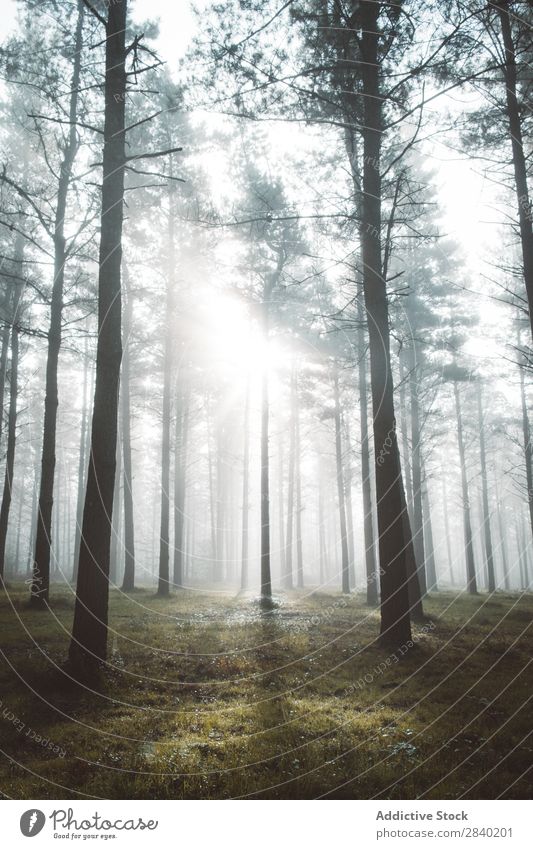 Sonneneinstrahlung durch Bäume Sonnenlicht Nadelbäume Wald Natur Landschaft Kiefer Morgen Menschenleer Baum Umwelt schön Holz Licht Sonnenstrahlen Wetter Rüssel