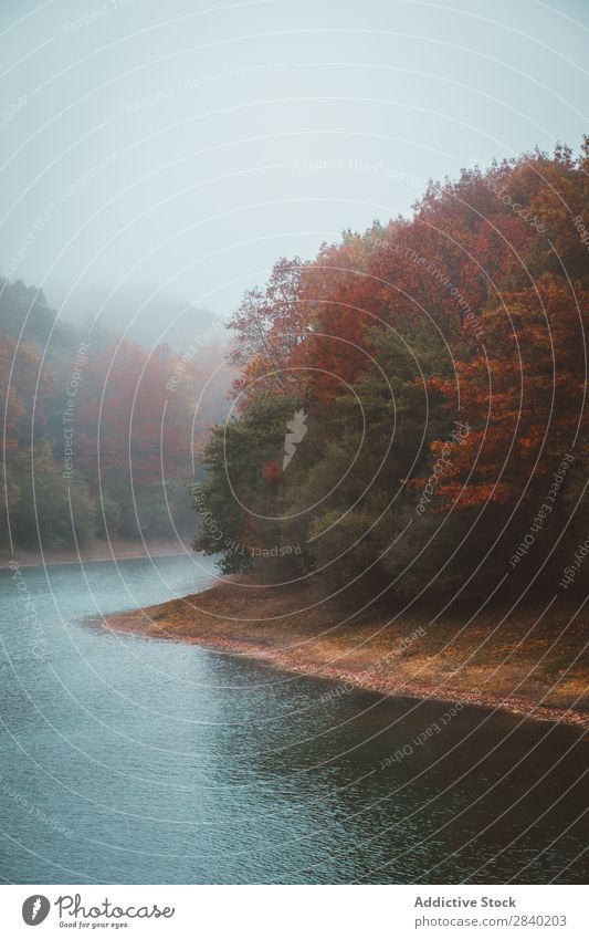 Buchsen am Flussufer Sträucher Herbst Landschaft Natur Jahreszeiten Wasser strömen Blatt Pflanze Szene fließen Aussicht Umwelt Oktober September Menschenleer