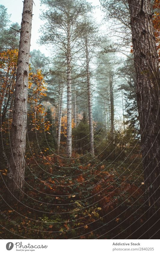 Sonneneinstrahlung durch Bäume Sonnenlicht Nadelbäume Wald Natur Landschaft Kiefer Morgen Menschenleer Baum Umwelt schön Holz Licht Sonnenstrahlen Wetter Rüssel