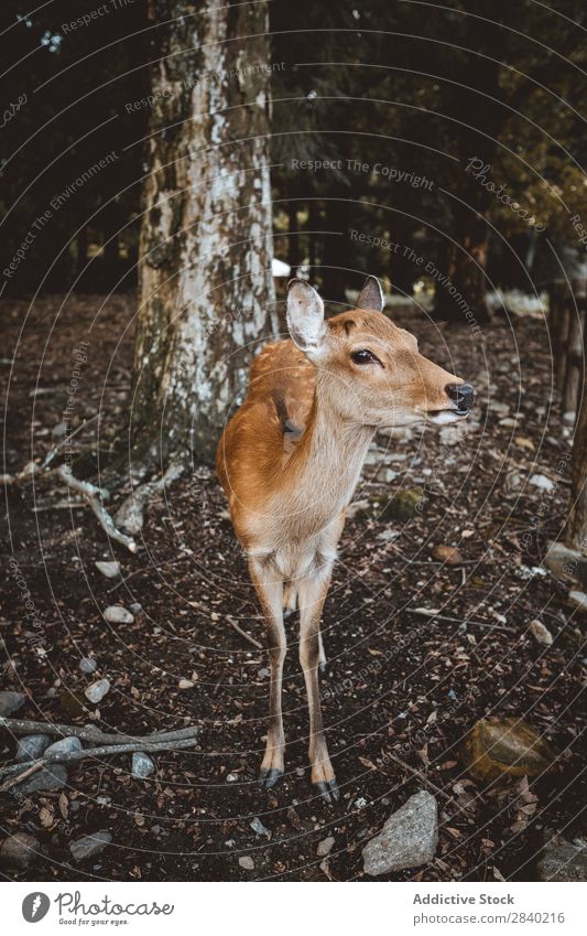 Hirsch im Wald Hirsche Natur Säugetier Tier Tierwelt Rehkitz Baum Fauna schön Hirschkuh Wildnis niedlich klein charmant wild Jagd Park weißschwänzig reizvoll