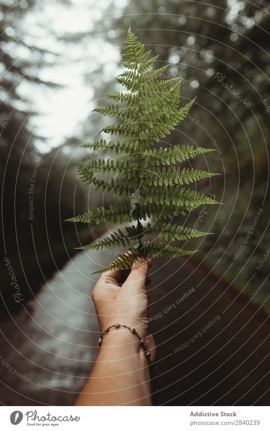 Person, die Farnblei hält Mensch Blatt Wald zeigen grün Wachstum Ast natürlich frond organisch üppig (Wuchs) Pflanze frisch botanisch Hand Feldfrüchte