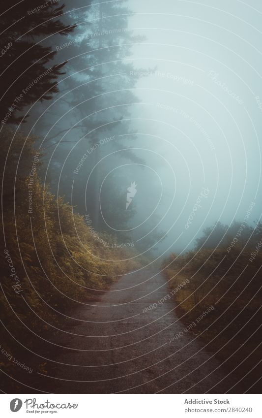 Nebliger Weg im Wald Nebel Mysterium Natur Fahrbahn Stille Stimmung Herbst Landschaft Wetter Zauberei u. Magie Jahreszeiten Außenaufnahme reisend dunkel Dunst