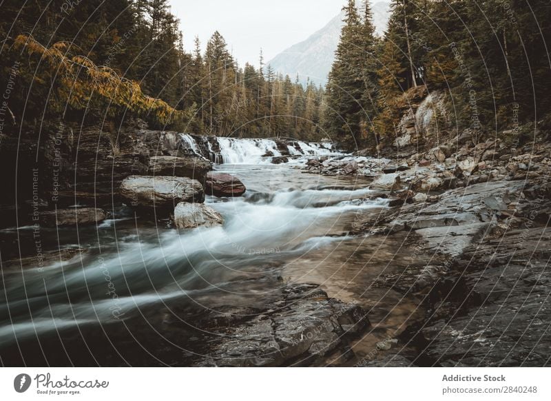 Wasserstrom in den Bergen Fluss Geschwindigkeit Berge u. Gebirge Geplätscher strömen Kaskade Bewegung Wald nadelhaltig Umwelt Felsen Dunst frisch extrem