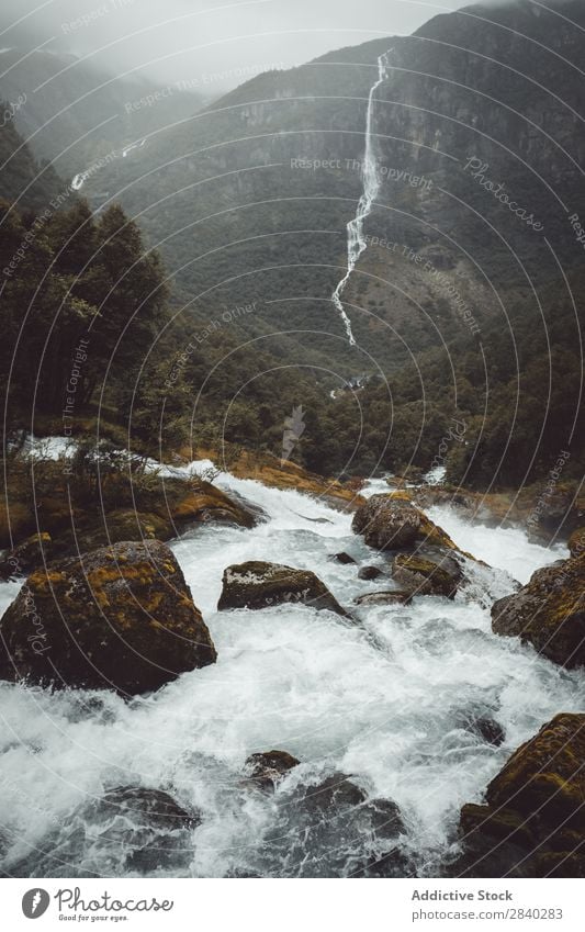 Wasserstrom in den Bergen Fluss Geschwindigkeit Berge u. Gebirge Geplätscher strömen Kaskade Bewegung Wald nadelhaltig Umwelt Felsen Dunst frisch extrem