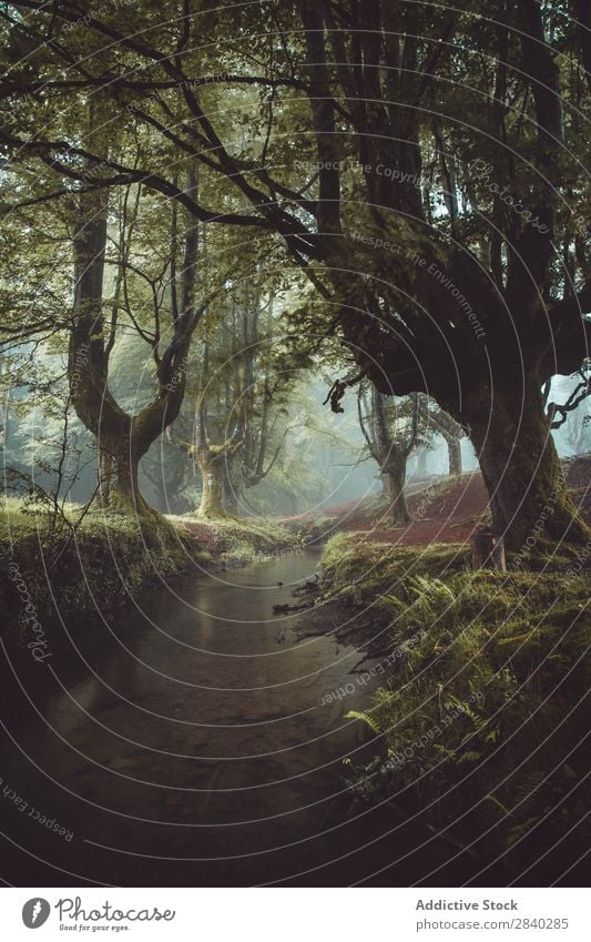 Straße im nebligen Wald Nebel Wetter Dunkelheit Mysterium Natur Herbst Landschaft Zauberei u. Magie Jahreszeiten Außenaufnahme reisend Fahrbahn dunkel Dunst