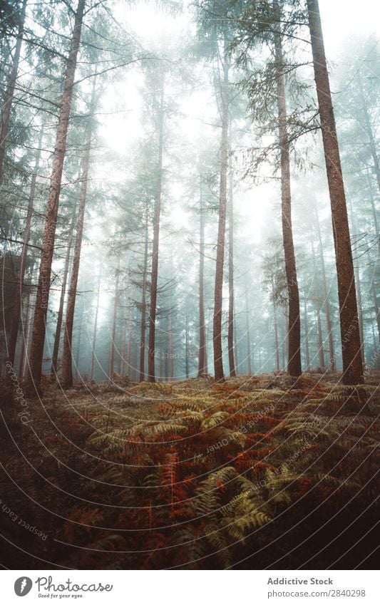 Straße im nebligen Wald Nebel Wetter Dunkelheit Mysterium Natur Herbst Landschaft Zauberei u. Magie Jahreszeiten Außenaufnahme reisend Fahrbahn dunkel Dunst