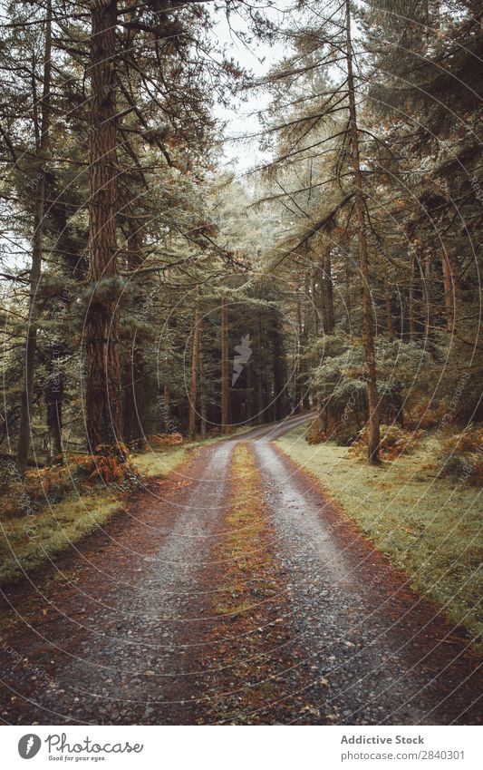 Straße, die zwischen immergrünen Bäumen verläuft. Wald Wetter Natur nadelhaltig Weg Landschaft ruhig Zauberei u. Magie Jahreszeiten Außenaufnahme Baum reisend