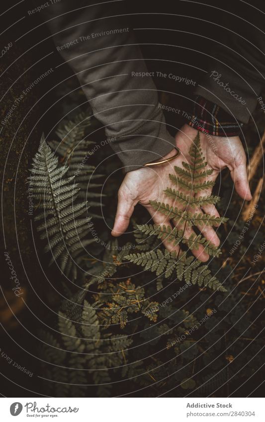 Person, die Farnblei hält Mensch Blatt Wald zeigen grün Wachstum Ast natürlich frond organisch üppig (Wuchs) Pflanze frisch botanisch Hand Feldfrüchte