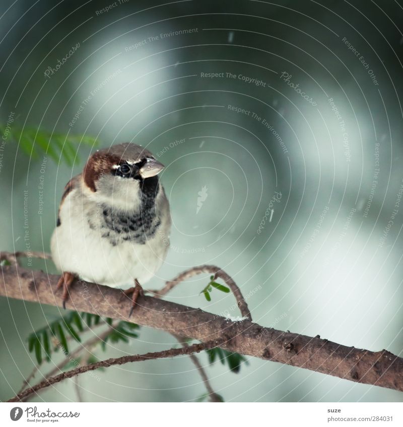 Kleiner Mann Umwelt Natur Tier Winter Wetter Wildtier Vogel 1 sitzen warten klein niedlich braun grau Spatz Feder tierisch Gesang Zweig Schnabel Ornithologie