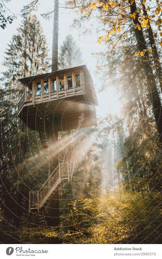 Baumhaus in hellem Licht Haus Wald Morgen Sonnenstrahlen Hütte Architektur über der Erde Strukturen & Formen Konstruktion Landschaft Wartehäuschen Außenseite