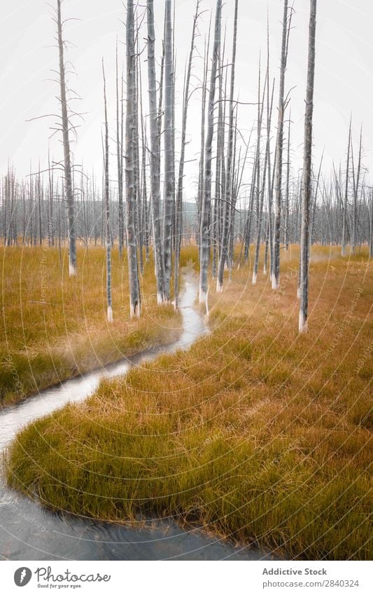 Ebene mit dünnen Bäumen und Wasser Bach Baum strömen Herbst Natur Wald unverhüllt Frieden Tierwelt ruhig abgelegen Gelände laublos Tourismus Landschaft Stille