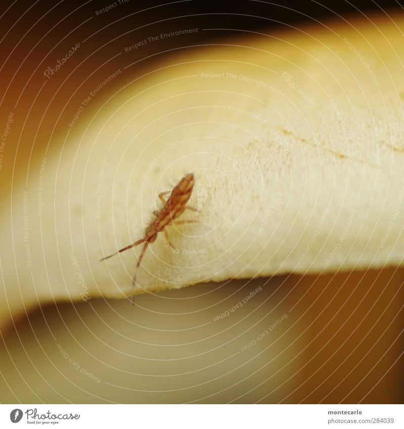 Pilzbewohner.. Umwelt Natur Pflanze Tier Wildtier Insekt 1 dünn authentisch frisch einzigartig klein nah natürlich niedlich rebellisch trocken wild braun weiß