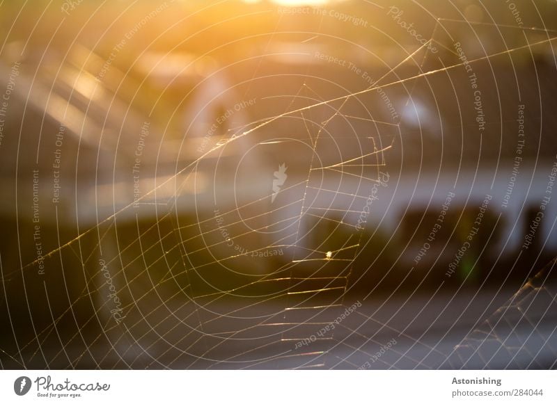 sehr fein! Natur Sonne Sonnenaufgang Sonnenuntergang Sonnenlicht Herbst Wärme Wien Stadt Straße Tier Spinne Spinnennetz Netz ästhetisch dünn gelb gold orange