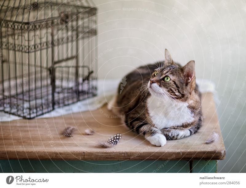 Ich kriege dich! Tier Haustier Katze Pfote Feder 1 Käfig Holz Metall beobachten fangen Jagd liegen Blick warten dick Neugier retro braun grau weiß Begierde Lust