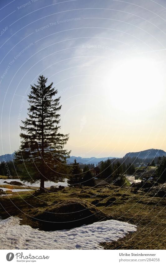 Frühling am Säntis Ferien & Urlaub & Reisen Tourismus Berge u. Gebirge Umwelt Natur Landschaft Pflanze Himmel Sonnenlicht Schönes Wetter Schnee Baum Gras