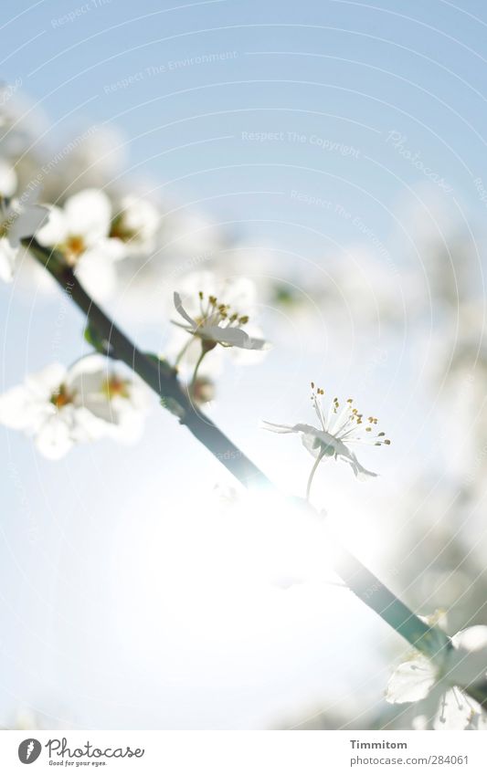 weiblich | magisch Umwelt Natur Pflanze Himmel Sonne Blüte Blühend ästhetisch hell natürlich blau weiß Gefühle Frühlingsgefühle Hanami Farbfoto Gedeckte Farben