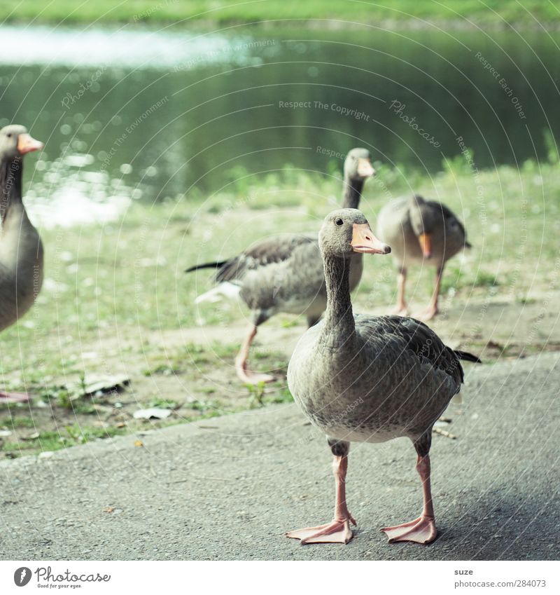 Weiblich | Die doofen Gänse ;) Umwelt Natur Tier Sommer Schönes Wetter Wiese Seeufer Wege & Pfade Nutztier Vogel 4 Tiergruppe Blick frei Neugier wild grün Gans