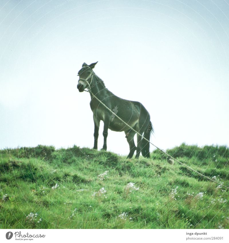 Der Bürgermeister von Wesel Umwelt Natur Landschaft Pflanze Gras Tier Nutztier Esel Arbeitstier 1 lustig Abenteuer anstrengen Farbfoto Außenaufnahme