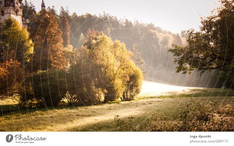 Waldlichtung Umwelt Natur Landschaft Pflanze Sommer Herbst Schönes Wetter Baum Wiese Hügel frisch natürlich schön Abenteuer Erholung Freizeit & Hobby