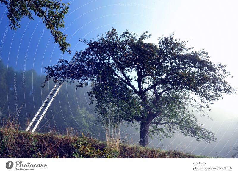 Aufgang Natur Landschaft Pflanze Himmel Herbst Schönes Wetter Nebel Baum Garten Wiese blau grün weiß Aluminium Leiter Obstgarten Apfelbaum Farbfoto