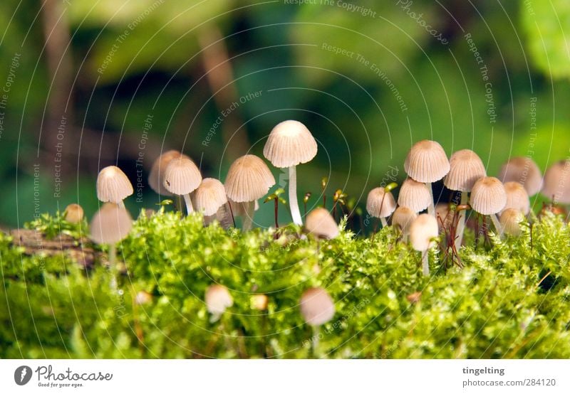 Männlein im Walde Natur Landschaft Pflanze Pilz Moos Wachstum nah natürlich braun grün viele klein zart zerbrechlich sensibel Farbfoto Außenaufnahme