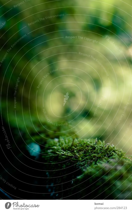 Moos Umwelt Natur Pflanze Sonnenlicht Herbst Schönes Wetter Grünpflanze Wald Wachstum grün Farbfoto Außenaufnahme Nahaufnahme Menschenleer Tag Licht Kontrast