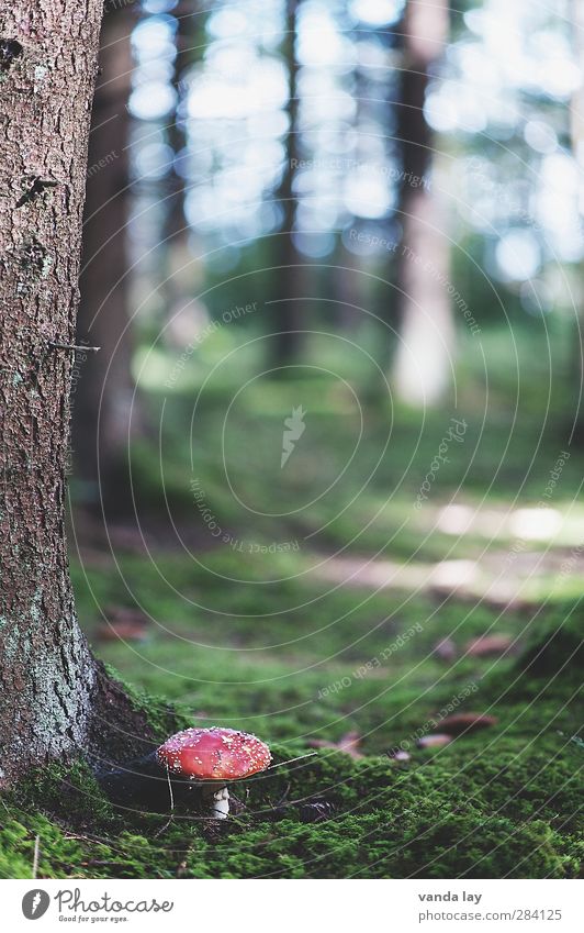 Fliegenpilz Umwelt Natur Pflanze Herbst Baum Moos Pilz Tanne Wald grün rot Oktober November September August Gift Giftpflanze giftpilz Waldboden Farbfoto