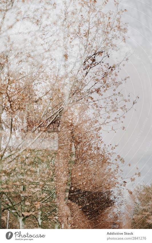 Kleiner Junge im Park Erwachsene Herbst attraktiv Hintergrundbild brünett lässig Coolness niedlich Mode Ausdruck expressiv Blume Typ Brillenträger intensiv