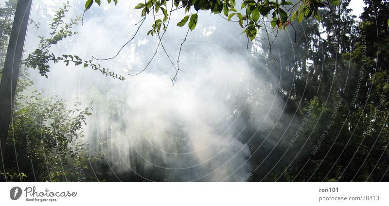 the fog Wald Nebel Sonnenstrahlen Blatt grün weiß Baum Beleuchtung Rauch