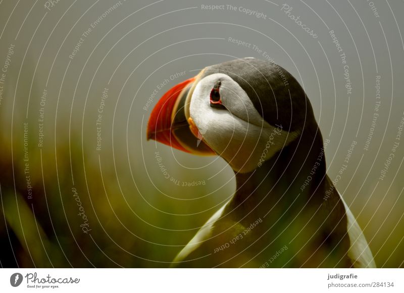 Island Umwelt Natur Tier Gras Küste Wildtier Vogel Papageitaucher 1 Blick warten schön natürlich niedlich mehrfarbig Stimmung Farbfoto Gedeckte Farben