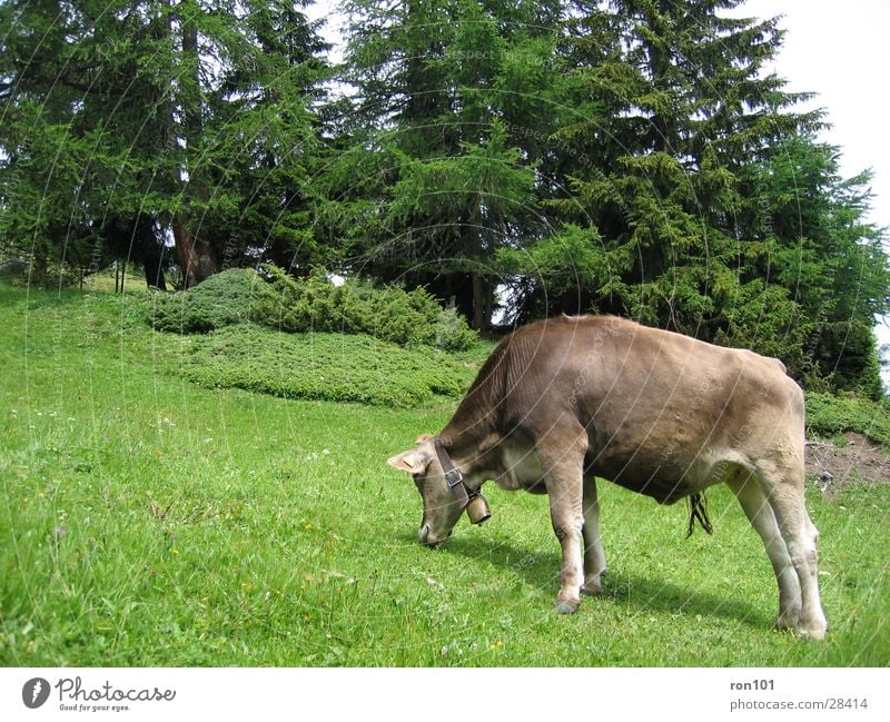 kuh Kuh Gras Baum braun Kalb Rind Verkehr tanen cow gün Ernährung