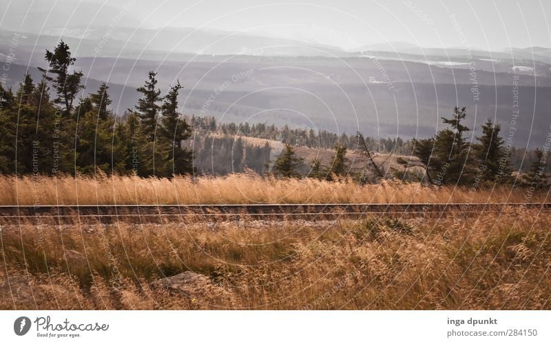 Brockenbahn Umwelt Natur Landschaft Pflanze Herbst schlechtes Wetter Wind Grasland Fichte Harz Mittelgebirge Bundesadler Tourismus Reisefotografie