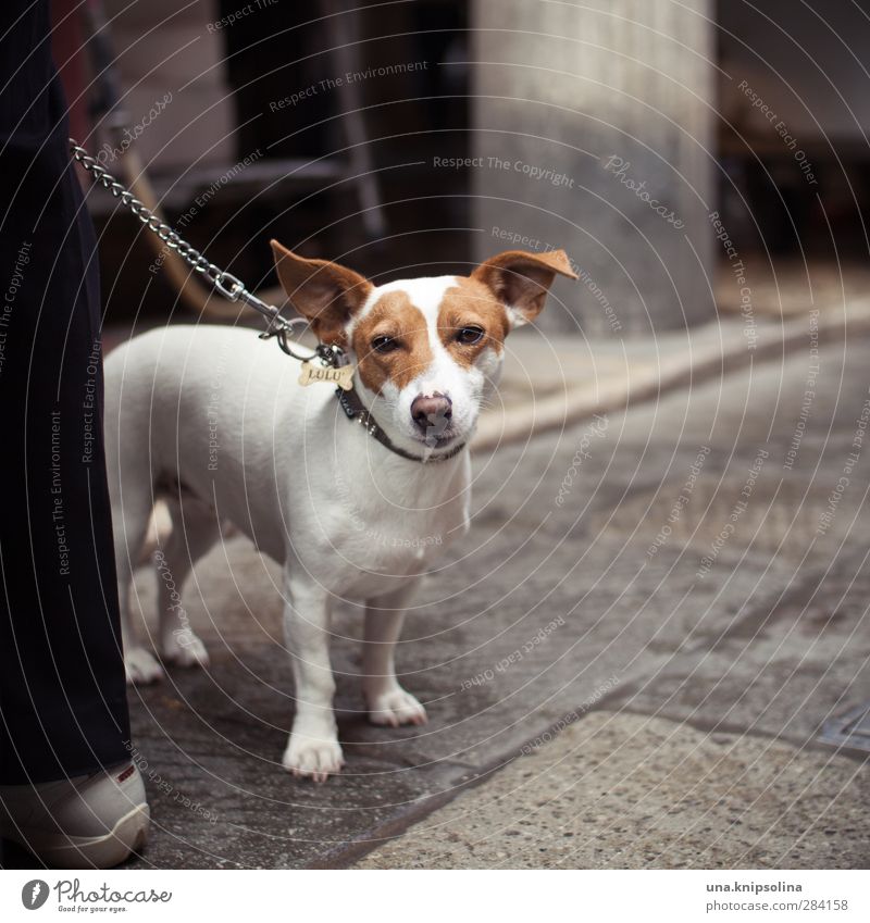 lulu Tier Haustier Hund Tiergesicht Fell Jack-Russell-Terrier 1 beobachten warten gefleckt Streetlife Hundeleine Hundehalsband Gassi gehen Farbfoto