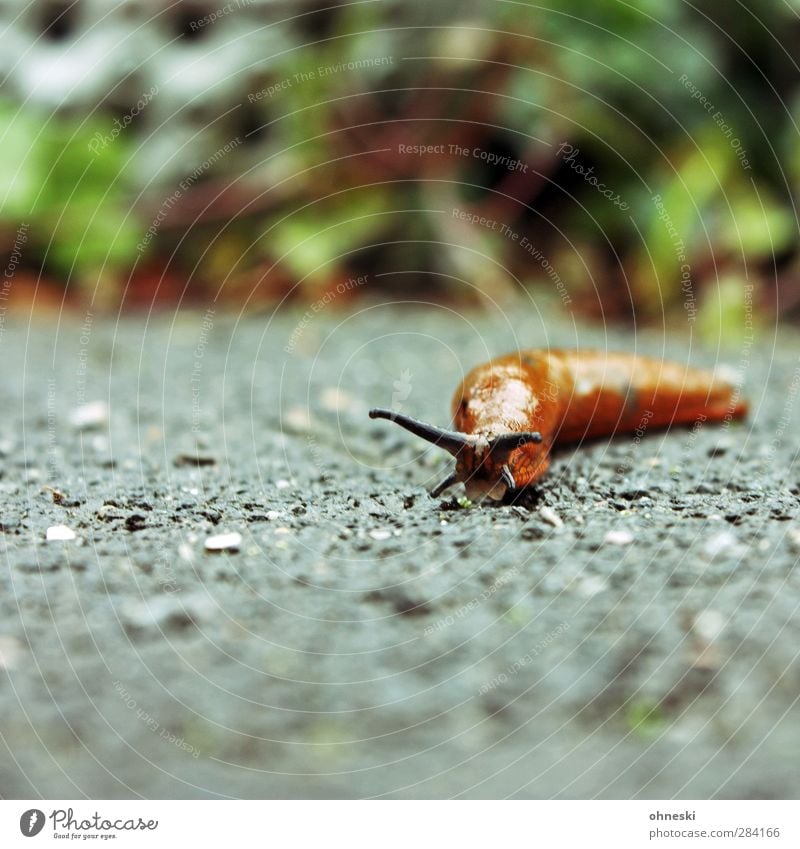 Immer mit der Ruhe Natur Tier Schnecke Fühler 1 Gelassenheit langsam geduldig Farbfoto Außenaufnahme Textfreiraum links Textfreiraum oben Textfreiraum unten