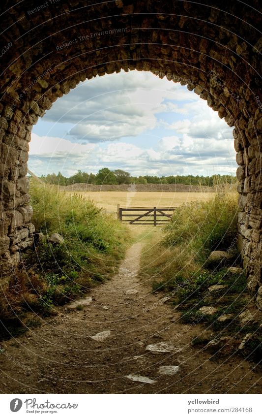 Der Weg Umwelt Natur Landschaft Tier Urelemente Erde Luft Himmel Wolken Gewitterwolken Sommer Unwetter Wind Gras Sträucher Wiese Feld Dorf Menschenleer Ruine