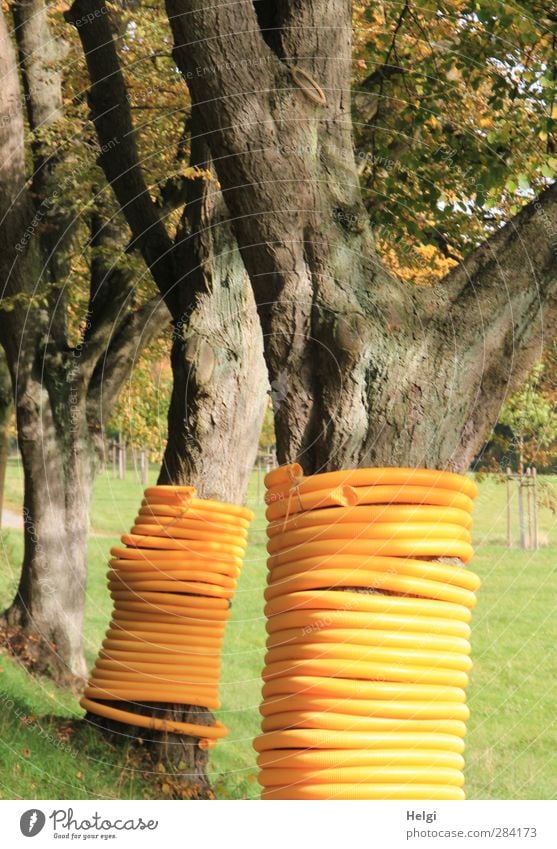 verhüllt... | gefangen in Plastik Umwelt Natur Landschaft Herbst Schönes Wetter Baum Gras Baumstamm Wiese Schlauch Kunststoff stehen Wachstum authentisch