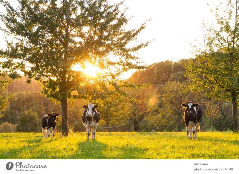 die 3 von der Streuobstwiese Landwirtschaft Forstwirtschaft Umwelt Natur Landschaft Sonne Sommer Herbst Klima Wetter Baum Gras Wiese Wald Hügel Tier Nutztier