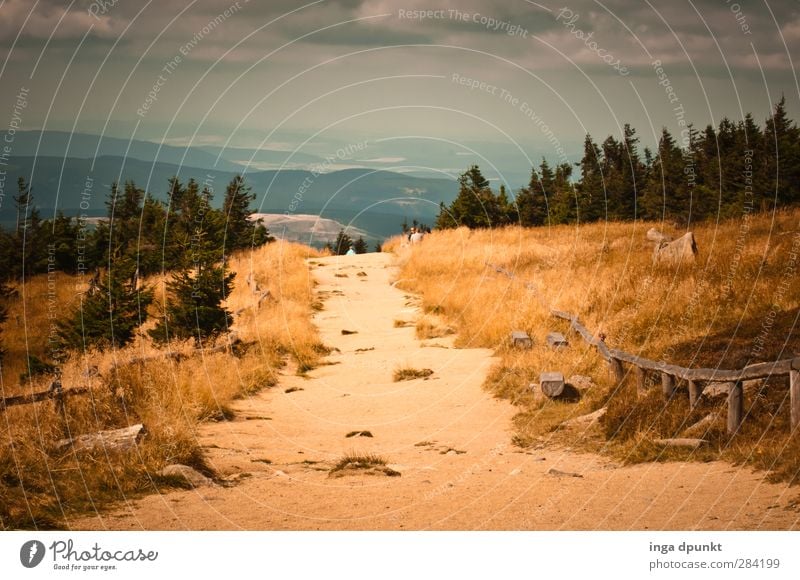 oben auf dem Brocken Umwelt Natur Landschaft schlechtes Wetter Wind Pflanze Baum Fichte Fichtenwald Hügel Berge u. Gebirge Gipfel Harz Sachsen-Anhalt