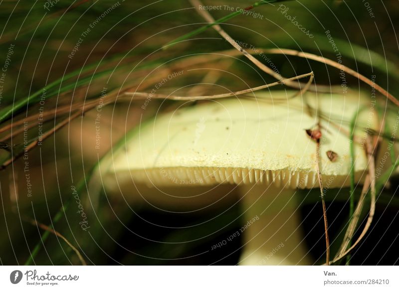 Vorsicht, giftig! Natur Pflanze Herbst Gras Pilz Knollenblätterpilz Lamelle Wald gelb grün Gift gefährlich Farbfoto Gedeckte Farben Außenaufnahme Menschenleer