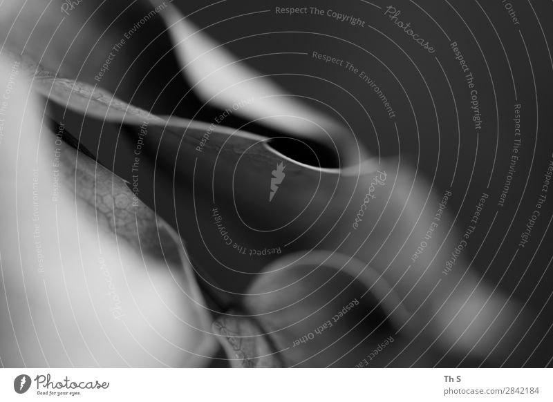 Blatt Natur Pflanze Herbst Winter Wald verblüht ästhetisch authentisch einfach elegant nah natürlich grau schwarz weiß Gelassenheit geduldig ruhig einzigartig