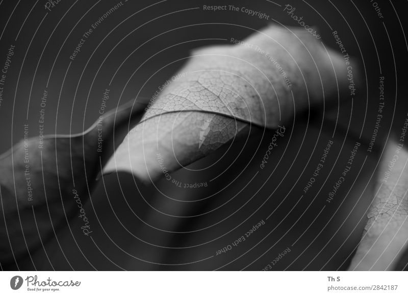 Blatt Natur Pflanze Herbst Winter Wald verblüht ästhetisch authentisch einfach elegant natürlich grau schwarz weiß Gelassenheit geduldig ruhig einzigartig