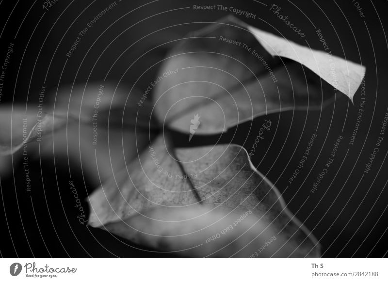 Blatt Natur Pflanze Herbst Winter Wald verblüht ästhetisch authentisch elegant natürlich grau schwarz weiß Gelassenheit geduldig ruhig einzigartig