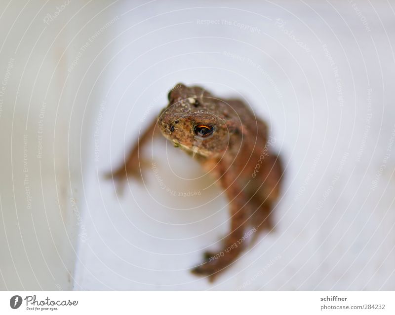 Mamaaa! Tier Wildtier Frosch 1 Tierjunges klein braun Kröte Amphibie Auge unfreundlich Makroaufnahme Freisteller Außenaufnahme Menschenleer