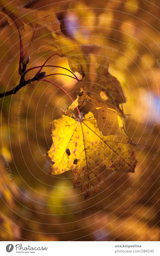 herbstlich(t) Umwelt Natur Pflanze Herbst Baum Blatt Ahorn hängen färben Orange Farbfoto Außenaufnahme Nahaufnahme Detailaufnahme Muster Strukturen & Formen